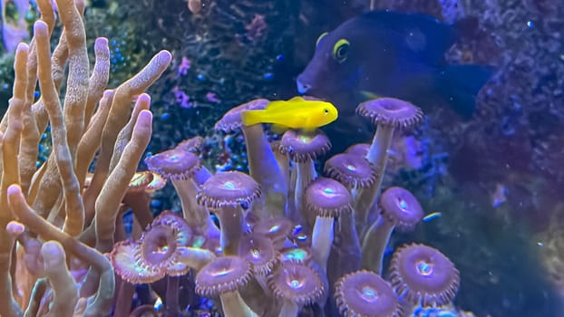 Crustacean anemones in the marine aquarium.