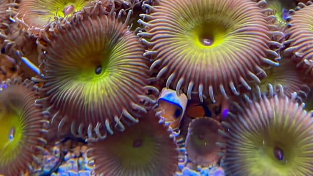 Crustacean anemones and anemonefish, clownfish.