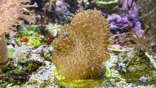 Corals and anemones, crustose anemones in a marine aquarium.