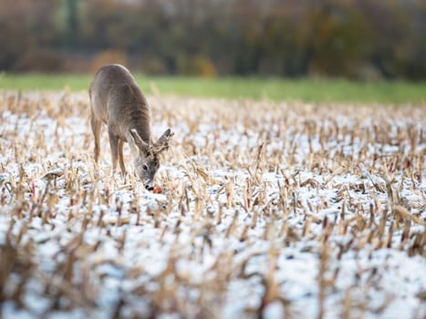 a young roebuck stands on a snowy field in winter