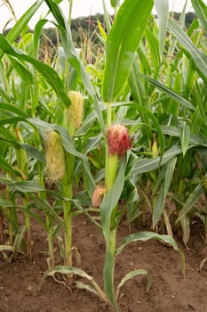 Corn field, cultivated corn cob growing, harvest in the summer, agriculture plants for food, farmland on the countryside