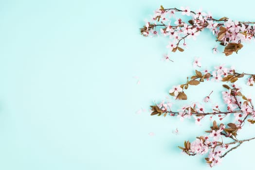 Cherry blossoms in the spring season, pink japanese sakura on a blue background, easter holiday