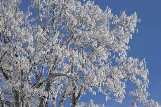 First onset of winter in Germany.   In the Upper Black Forest,as here on the Feldberg (Breisgau-Hochschwarzwald district),there were the first heavy snowfalls on Tuesday with the cold air and temperatures below freezing point - on Wednesday the landscape presented itself in its best white winter dress. Sugar-covered fir trees with a snow depth of a good 40 centimetres,sunshine attracted the first winter sports enthusiasts to the highest elevation in the country. On the first weekend in December,the winter sports season on the Feldberg is to be opened.