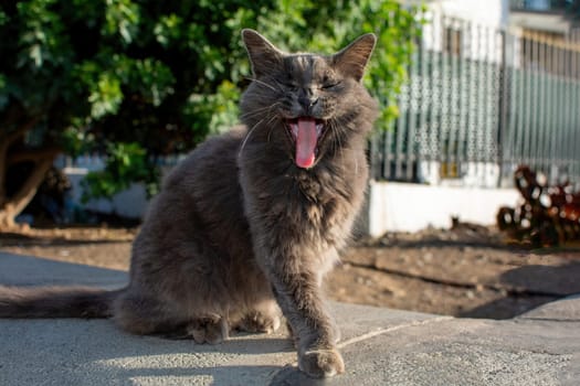 A wild gray fluffy street cat yawning with its long tongue out, on the Canary Island of Gran Canaria in Spain