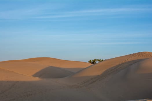 In the dunes of Maspalomas with palm tree on Gran Canaria in Spain. The huge sand dunes resemble a small desert and are a nature reserve.