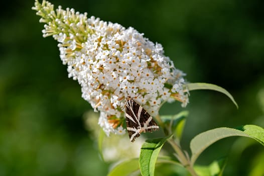 Butterfly "Russian Bear"" ( Euplagia quadripunctaria ) on white buddleia in green nature"