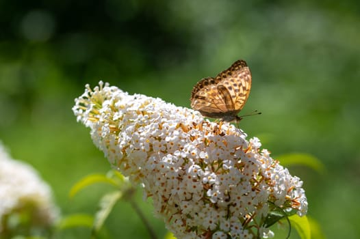 Butterfly "Emperor Mantle"" (Argynnis paphia) on white buddleia in green nature"