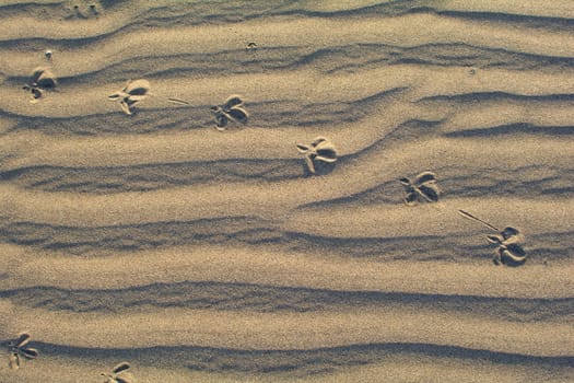 Close-up of ripples in the sand with foorprints of a bird