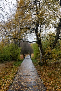 Wooden footbridge in the Schwarzes Moor in the Rhoen, Bavaria, Germany, in autumn after rain