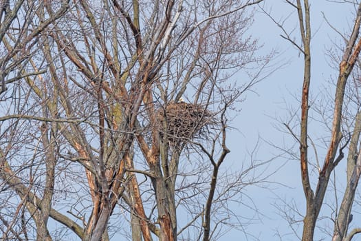 Bald Eagle Sitting on Its Nest By the Mississippi River in Near Savanna, Illinois