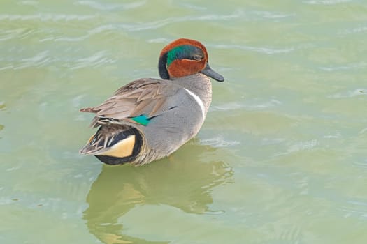 A Green Winged Teal Displaying Its Colors in the Port Aransas Birding Center in Texas