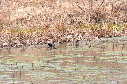 A Pair of Wood Ducks in a Wetland Pond in The Green Island Conservation Area in Iowa