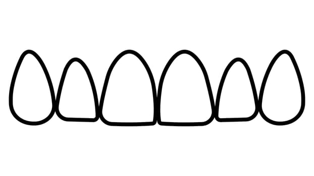 Contours tooth upper jaw frontal teeth incisors and canines