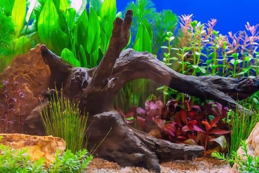Underwater landscape nature forest style aquarium tank with a variety of aquatic plants, stones and herb decorations.