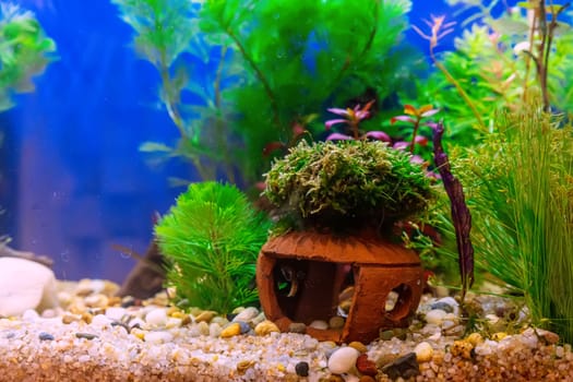 Underwater landscape nature forest style aquarium tank with a variety of aquatic plants, stones and herb decorations.