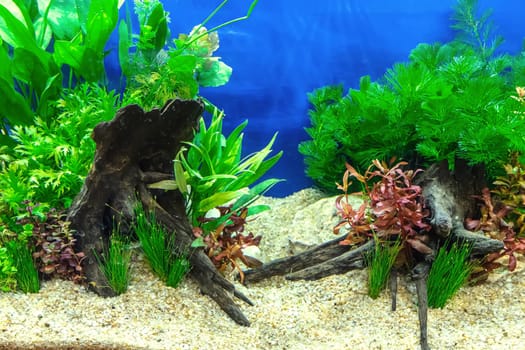 Underwater landscape nature forest style aquarium tank with a variety of aquatic plants, stones and herb decorations.