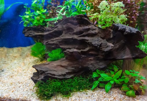 Underwater landscape nature forest style aquarium tank with a variety of aquatic plants, stones and herb decorations.