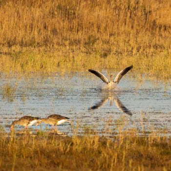 Greylag Goose (Anser anser) in flight. Landing on the water