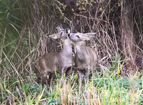 Roe deers licking each other