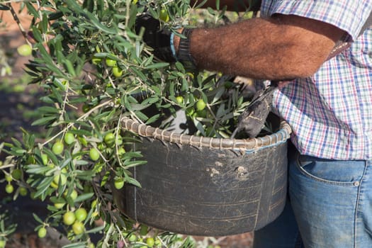 Laborer collecting olives carefully from the branch to the basket. Table olives harvest season scene