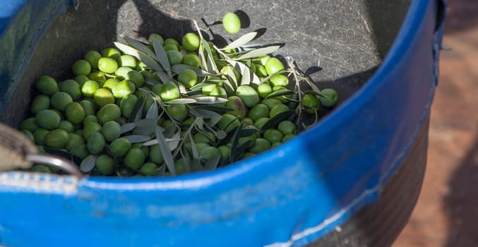 Harvesting bucket detail with green olives. Table olives harvest season scene