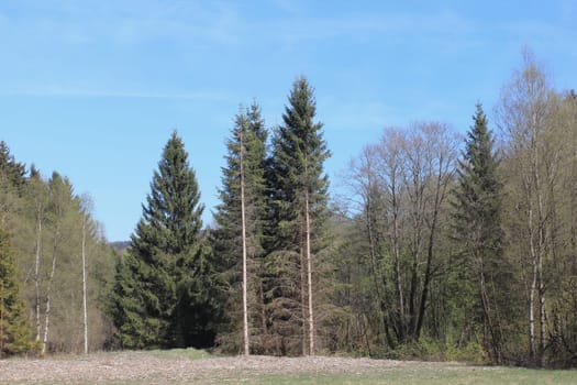 Snapshot from the National Park  Hunsrueck-Hochwald, is a national park located in the Hunsrueck region of Rhineland-Palatinate and the Saarland in Germany