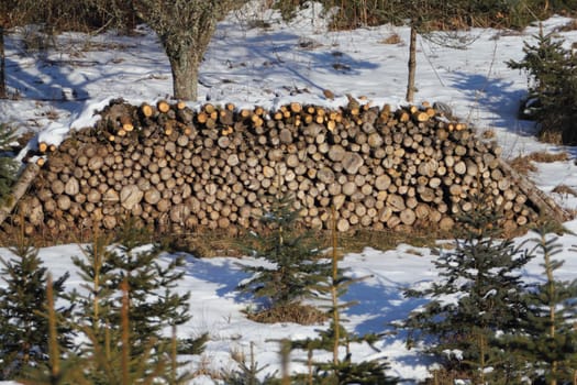 A stack of tree trunks in the forest, in a snowy landscape