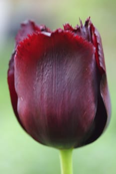 Tulips (Tulipa) form a genus of spring-blooming perennial herbaceous bulbiferous geophytes (having bulbs as storage organs). The flowers are usually large, showy and brightly coloured, generally red, yellow, or white