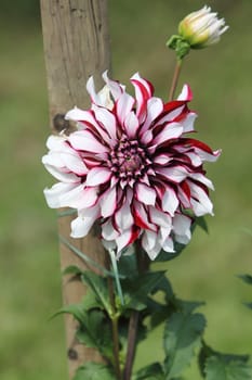The dahlia (Dahlia), is a genus of flowering plants in the sunflower family (Asteraceae)