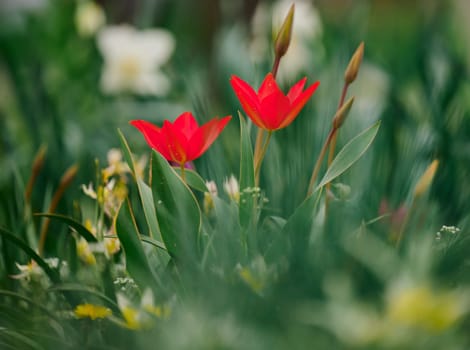 Blooming red tulips in the garden among green grass, spring day