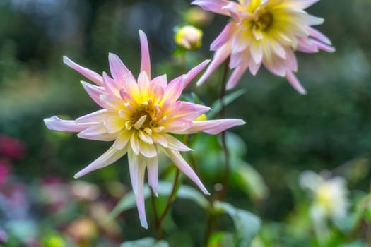 Yellow and pink dahlia in botanic garden, Dublin Ireland. Macro photography of Dahlia Star with blurred background. Beautiful wallpaper with flower