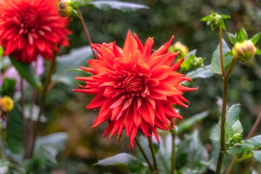 Red dahlia flower in botanic garden, Dublin, Ireland. Macro photography of Dahlia Pinnata with blurred background. Beautiful wallpaper with flower