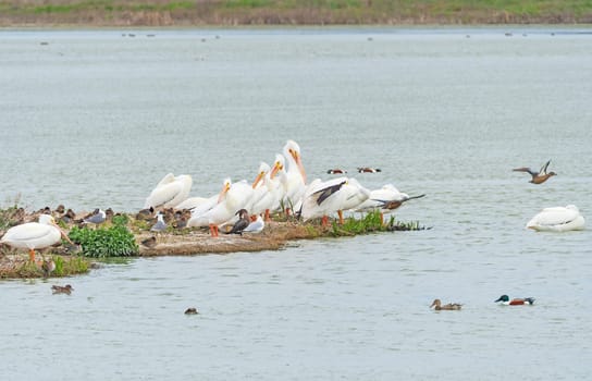 White Pelicans Preening on a Estuary Shore at the Port Aransas Birding Center in Texas
