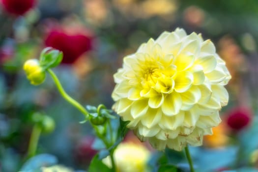 Yellow dahlia flower in botanic garden, Dublin Ireland. Macro photography of Dahlia Charlie with blurred background. Beautiful wallpaper with flower