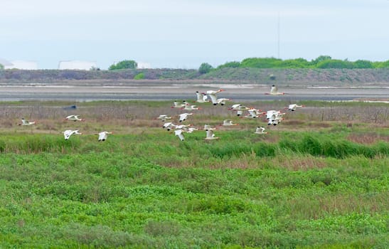 A Flock of White Ibis in Flight at the Port Aransas Birding Center in Texas