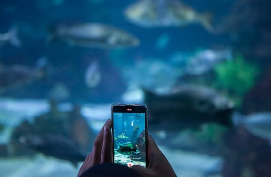 Visitor taking pictures with smarphone at aquarium. Soft noise