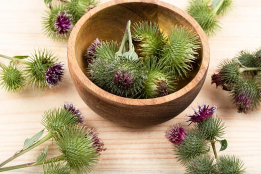 Burdock plant and small glass bottle with tinctures, herbal medicine