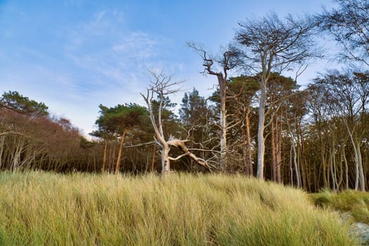 Forest on the coast of the Baltic Sea. Dune grass in the foreground. Beach transition to the sea. Nature photograph from a nature reserve