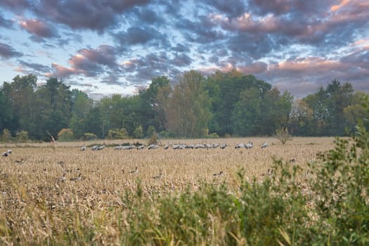 Cranes at a resting place on a harvested corn field in front of a forest. Migratory birds feeding. Wild animals on the Darss in nature. Animal photograph