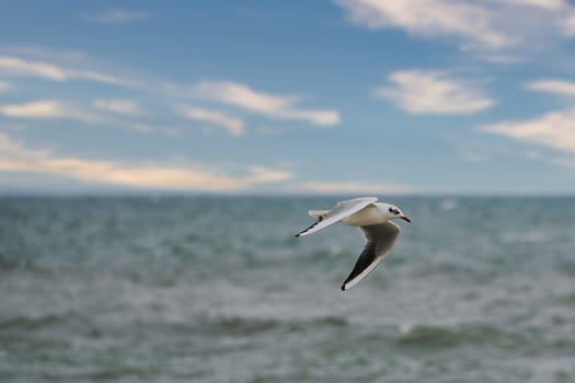 Seagull flies over the Baltic Sea on the coast in front of the beach. Animal photo of a bird.