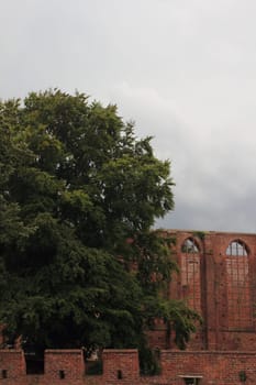 A green tree with an old church ruin in the background