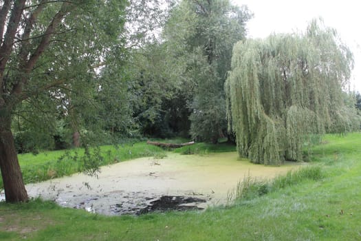A small, tree-lined pond, trees in background