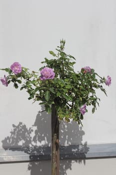 Stem roses are created by corresponding Rose varieties are refined to a certain stem height.