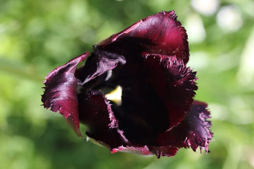 Tulips (Tulipa) form a genus of spring-blooming perennial herbaceous bulbiferous geophytes (having bulbs as storage organs). The flowers are usually large, showy and brightly coloured, generally red, yellow, or white