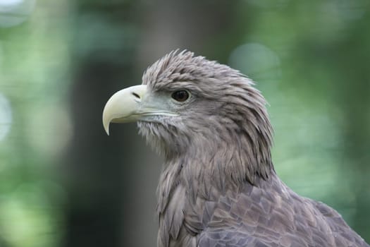 The white-tailed eagle (Haliaeetus albicilla) is a very large eagle widely distributed across Eurasia