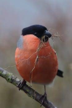 The Eurasian bullfinch, common bullfinch or bullfinch (Pyrrhula pyrrhula) is a small passerine bird in the finch family Fringillidae