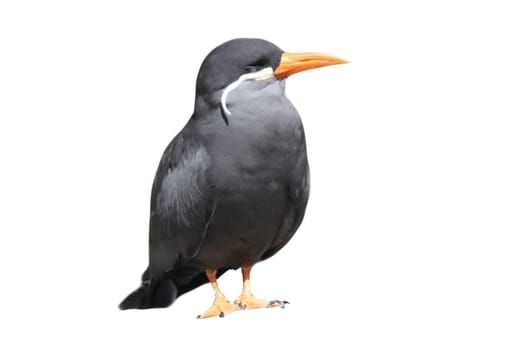the Inca tern (Larosterna inca) is a tern in the family Laridae