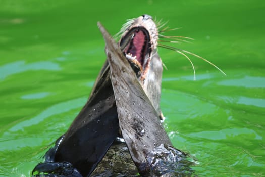 The brown fur seal (Arctocephalus pusillus), also known as the Cape fur seal, South African fur seal and the Australian fur seal is a species of fur seal