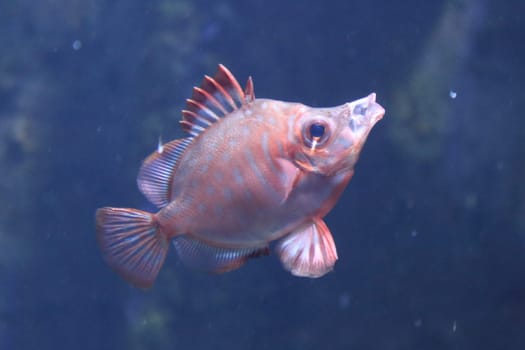 The boarfish (Capros aper) is a species of fish in the Caproidae family, the only known member of its genus