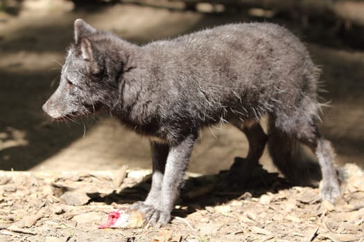 The Arctic fox (Vulpes lagopus), also known as the white fox, polar fox, or snow fox, is a small fox native to the Arctic regions of the Northern Hemisphere and common throughout the Arctic tundra biome